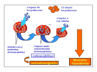 Actuacin del CO sobre la oxihemoglobina