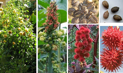 Planta con racimos de frutos en diferentes fases de maduracin. Semillas