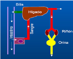 Figura 1. Ciclo enterohepático y renal