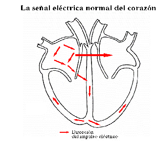 La actividad elctrica normal del corazn