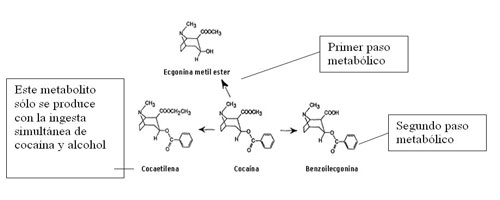 Metabolismo de la cocana