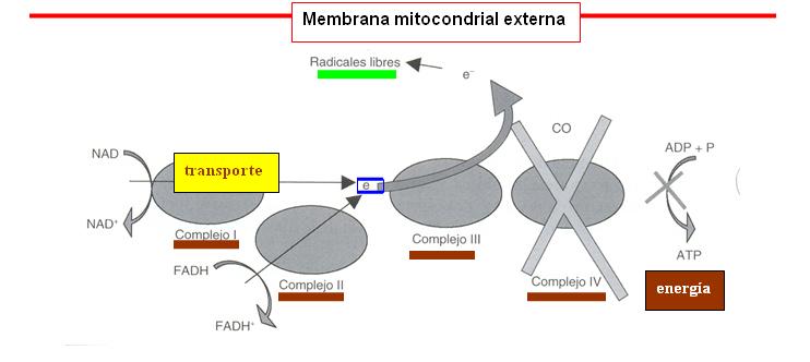 Alteración de la cadena respiratoria mitocondrial por el monóxido de carbono