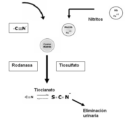 Figura 5. Mecanismo antidtico del tiosulfato y de los nitritos. Los nitritos de amilo y sdico, y el dimetilaminofenol son agentes que oxidan el hierro de la hemoglobina y forman metahemoglobina, que se unira al CN formando cianometahemoglobina. Fe: hierro; MetHb = metahemoglobina