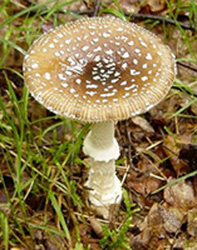 Amanita pantherina