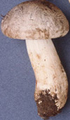 Tricholoma pardinum