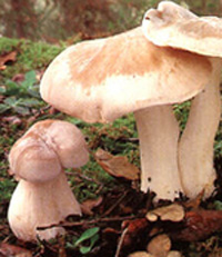 Entoloma lividum