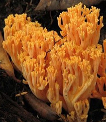 Ramaria formosa