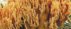 Ramaria formosa