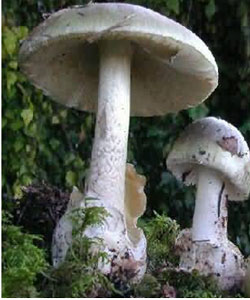 amanita faloide
