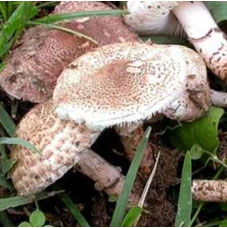 Lepiota brunneoincarnata