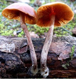 Galerina marginata