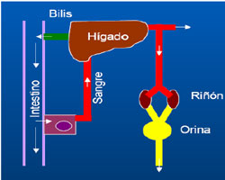 Figura 1. Ciclo enterohep�tico y renal