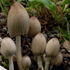 Coprinus atramentarius