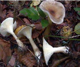 Clitocybe clavipes
