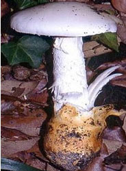 Amanita prxima (seta desarrollada)