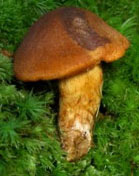 Cortinarius orellanus