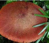 Sombrero (detalle de la zona central mamelonada