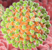Imagen del patógeno causante de: Rotavirus