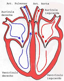 El corazón normal, su estructura y función