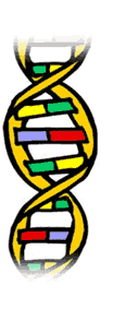 Ácido desoxirribonucleico