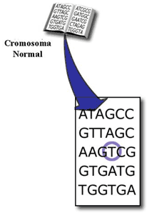 Cromosoma normal