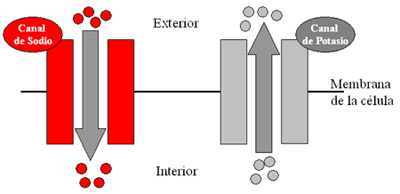 Flujo normal de los canales de sodio y potasio en las células del corazón