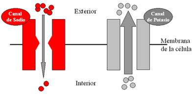 Flujo anormal de los canales de sodio y potasio en las células del corazón